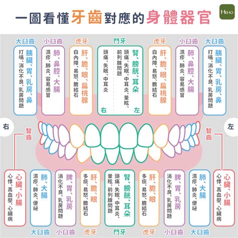 牙齒對應的身體器官 唐綺陽宮位解鎖